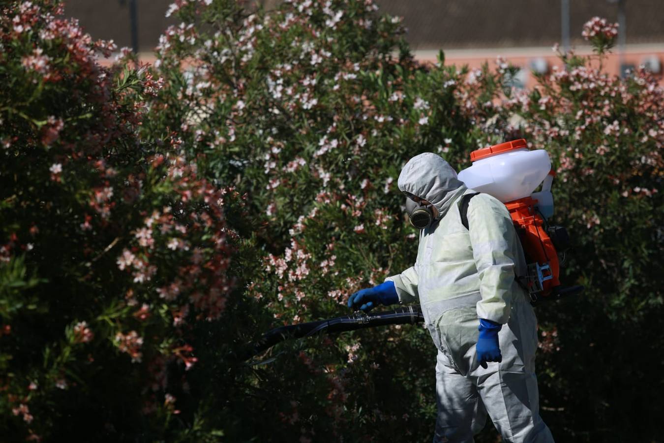 Coria del Río inicia la fumigación contra el mosquito para prevenir otra crisis sanitaria este verano